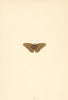 BUTTERFLIES. Albin's Hampstead Eye (Morris) 1868 old antique print picture