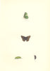 BUTTERFLIES. Green Hairstreak (Morris) 1868 old antique vintage print picture