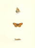 BUTTERFLIES. Weaver's Fritillary (Morris) 1868 old antique print picture
