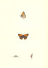 BUTTERFLIES. Small Copper (Morris) 1868 old antique vintage print picture