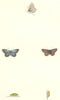 BUTTERFLIES. Little Blue (Morris) 1868 old antique vintage print picture