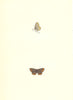 BUTTERFLIES. Brown Argus Blue (Morris) 1868 old antique vintage print picture