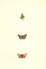 BUTTERFLIES. Lulworth Skipper (Morris) 1868 old antique vintage print picture
