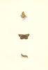 BUTTERFLIES. Spotted Skipper (Morris) 1868 old antique vintage print picture