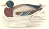 BIRDS. Wild Duck (Morris) 1880 old antique vintage print picture