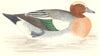 BIRDS. Wigeon (Morris) 1880 old antique vintage print picture