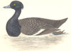 BIRDS. Tufted Duck (Morris) 1880 old antique vintage print picture