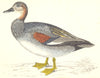 BIRDS. Gadwall (Morris) 1880 old antique vintage print picture