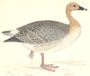 BIRDS. Pink- footed Goose (Morris) 1880 old antique vintage print picture