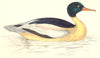 BIRDS. Goosander (Morris) 1880 old antique vintage print picture