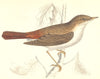 BIRDS. Nightingale (Morris) 1880 old antique vintage print picture