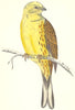 BIRDS. Yellow- Hammer (Morris) 1880 old antique vintage print picture