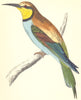 BIRDS. Bee- Eater (Morris) 1880 old antique vintage print picture