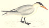 BIRDS. Caspian Tern. (Morris) 1880 old antique vintage print picture