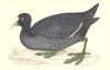 BIRDS. Coot. (Morris) 1880 old antique vintage print picture