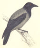 BIRDS. Hooded Crow. (Morris) 1880 old antique vintage print picture
