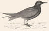 BIRDS. Black Tern. (Morris) 1880 old antique vintage print picture