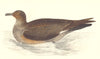 BIRDS. Skua (Morris) 1880 old antique vintage print picture