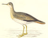 BIRDS. Bartram's Sandpiper. (Morris) 1880 old antique vintage print picture