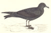 BIRDS. Bird. Bulwer's Petrel (Morris) 1880 old antique vintage print picture