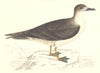 BIRDS. Bird. Capped Petrel (Morris) 1880 old antique vintage print picture