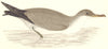 BIRDS. Bird. Cinereous Shearwater (Morris) 1880 old antique print picture