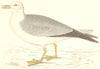 BIRDS. Bird. Fulmar (Morris) 1880 old antique vintage print picture