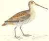BIRDS. Bird. Great Snipe (Morris) 1880 old antique vintage print picture