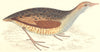 BIRDS. Bird. Land Rail Landrail (Morris) 1880 old antique print picture