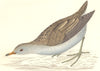 BIRDS. Bird. Land Crake. Little Crakes (Morris) 1880 old antique print picture