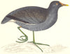 BIRDS. Bird. Moorhen (Coot. Moor Hen) . (Morris) 1880 old antique print