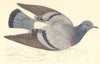 BIRDS. Bird. Rock Dove (Morris) 1880 old antique vintage print picture