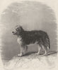 DOGS. Scotch Colley (Sheepdog / Collie) (Edward Jesse) 1888 old antique print