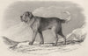 DOGS. St. Bernard Dog. St. Bernard Dog (Edward Jesse) 1888 old antique print