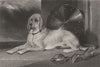 DOGS. Marmion (a celebrated Bloodhound) (Edward Jesse) 1888 old antique print