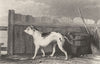DOGS. Bull Dog (Bulldog) (Edward Jesse) 1888 old antique vintage print picture