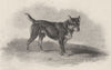 DOGS. Terrier Black and Tan (Edward Jesse) 1888 old antique print picture