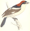 BIRDS. Woodchat (Wood Shrike) . (Morris) 1865 old antique print picture