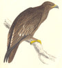 BIRDS. Morris Spotted Eagle. (Morris) 1865 old antique vintage print picture