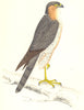 BIRDS. Sparrow Hawk. (Morris) 1865 old antique vintage print picture