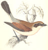 BIRDS. Red- Backed Shrike (Morris) 1865 old antique vintage print picture