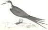 BIRDS. Sooty Tern. (Morris) 1865 old antique vintage print picture