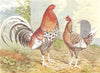 BIRDS. Cock Fighting. Game Fowl. Old English Game. Spangled (Wright) 1910
