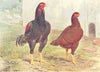 BIRDS. Cock Fighting. Game Fowl. Indian Game (Wright) 1910 old antique print