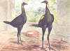 BIRDS. Cock Fighting. Game Fowl. Brown Red Game (Wright) 1910 old print