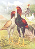 BIRDS. Cock Fighting. Game Fowl. Malays (Wright) 1910 old antique print
