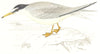 BIRDS. Lesser Tern. (Morris) 1865 old antique vintage print picture