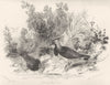 BIRDS. Ruffs and Plover. Vignette style.  1835 old antique print picture