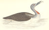 BIRDS. Red Throated Diver. (Morris) 1865 old antique vintage print picture