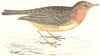 BIRDS. Red Throated Pipit (Morris) 1865 old antique vintage print picture